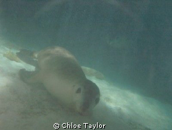 Seals on a night dive, Abrolhos Islands by Chloe Taylor 